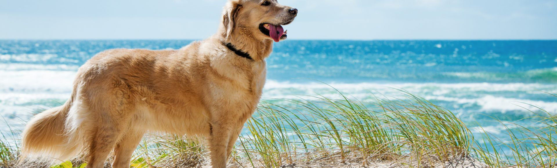 Long Walks on the beach!