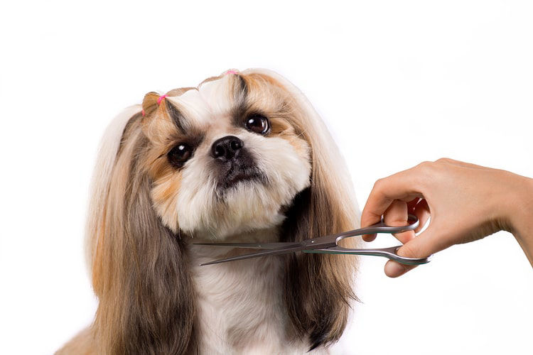 Picture for category Grooming